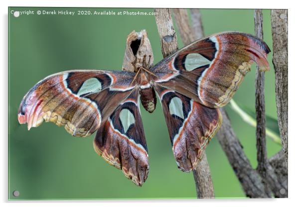 Atlas Moth Acrylic by Derek Hickey