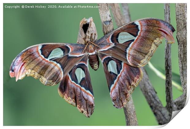 Atlas Moth Print by Derek Hickey