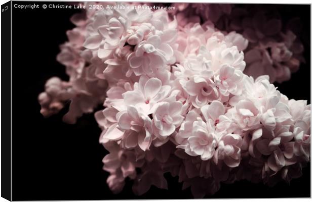 A Hint Of Pink Canvas Print by Christine Lake