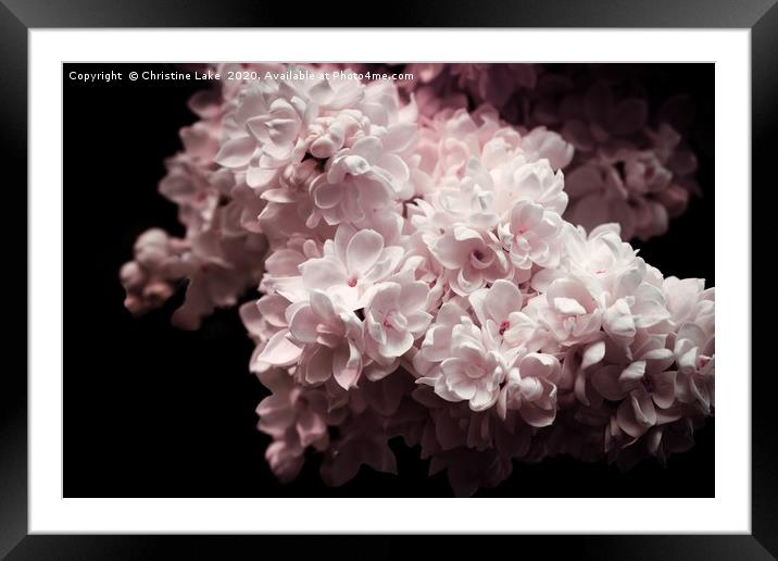 A Hint Of Pink Framed Mounted Print by Christine Lake