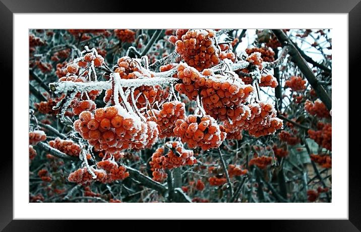 Berries of winter rowan in the snow. December 2018 Framed Mounted Print by Vitaliy Borisov