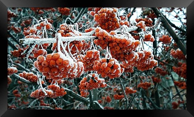 Berries of winter rowan in the snow. December 2018 Framed Print by Vitaliy Borisov