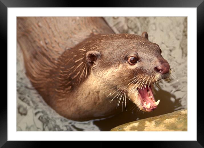 Smooth Coated Otter Framed Mounted Print by Serena Bowles