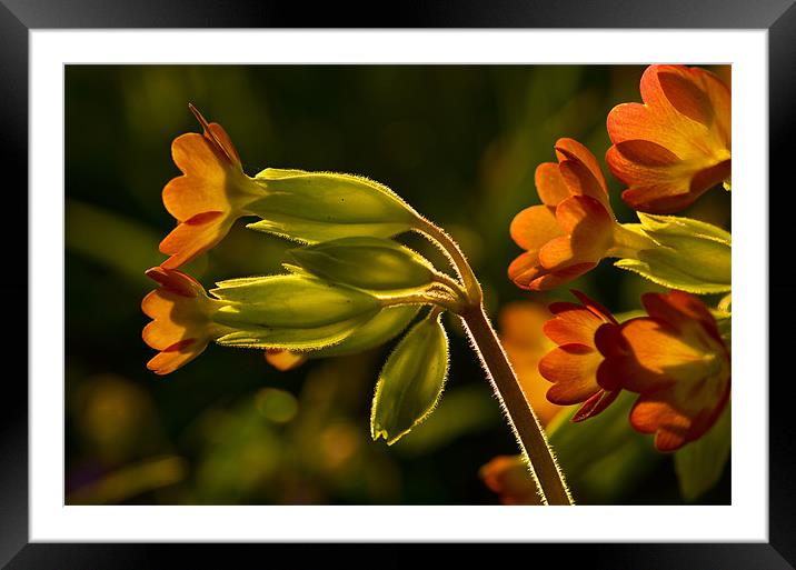Cowslips Framed Mounted Print by Pete Hemington