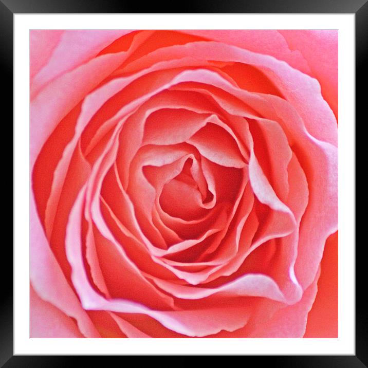 Pink Rose Framed Mounted Print by J Biggadike