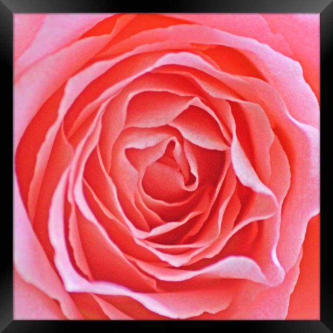 Pink Rose Framed Print by J Biggadike