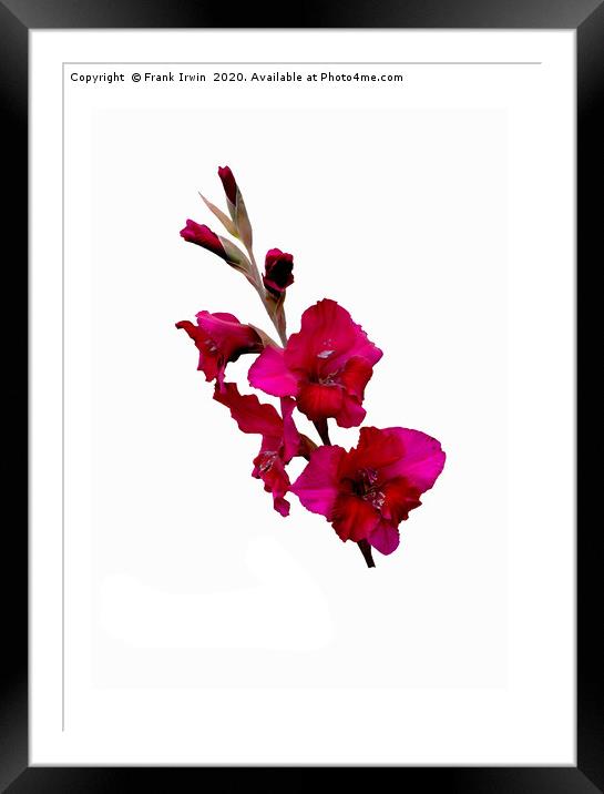 The Beautiful Red Gladioli aka (Sword Lily) Framed Mounted Print by Frank Irwin