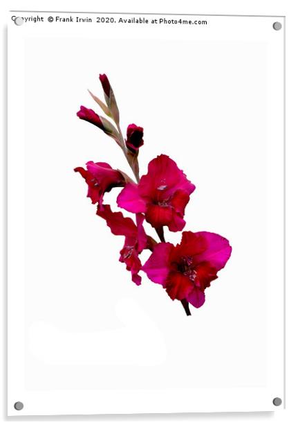 The Beautiful Red Gladioli aka (Sword Lily) Acrylic by Frank Irwin