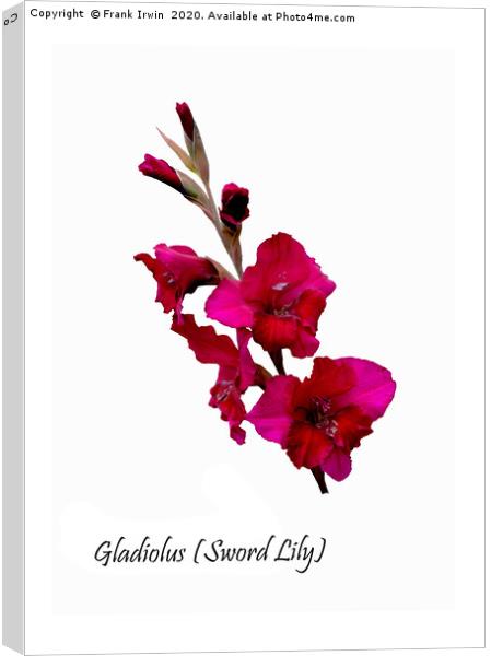 The Beautiful Red Gladioli aka (Sword Lily)  Canvas Print by Frank Irwin