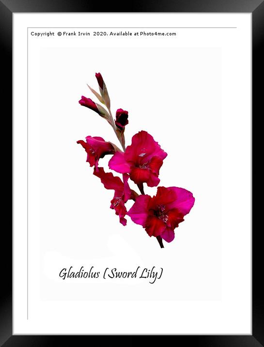 The Beautiful Red Gladioli aka (Sword Lily)  Framed Mounted Print by Frank Irwin