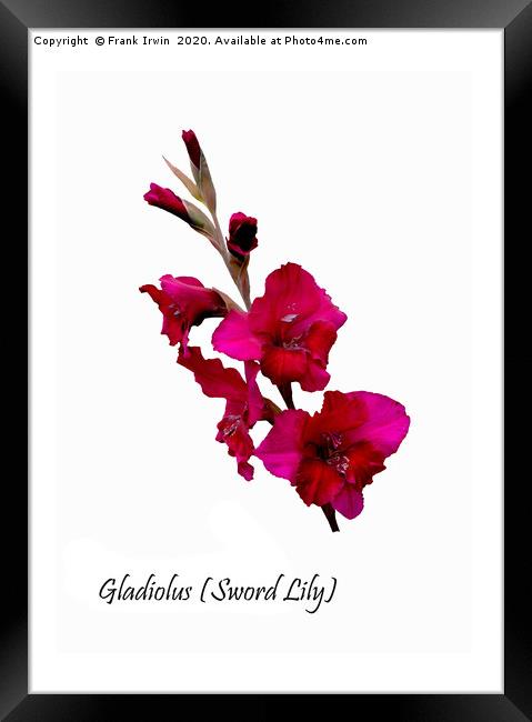 The Beautiful Red Gladioli aka (Sword Lily)  Framed Print by Frank Irwin