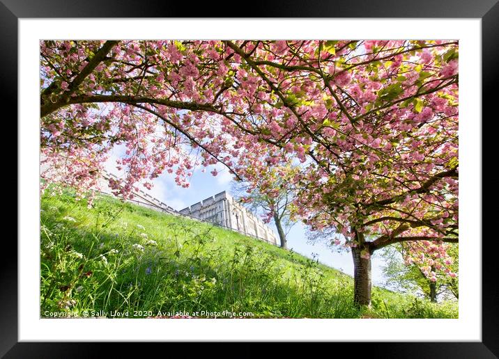 Blossom at Norwich Castle Framed Mounted Print by Sally Lloyd