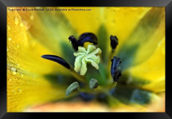 Yellow tulip flower and stamen. Framed Print by David Birchall
