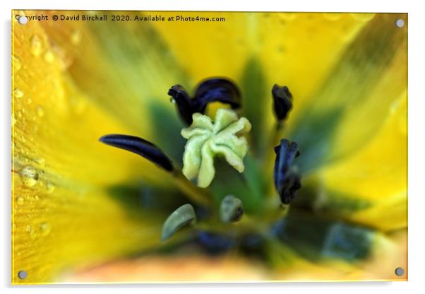 Yellow tulip flower and stamen. Acrylic by David Birchall
