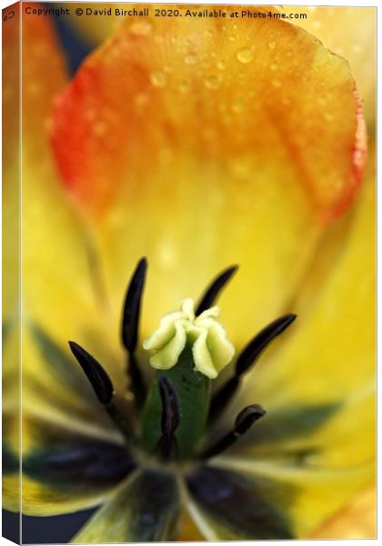 Close-up of a red and yellow tulip flower. Canvas Print by David Birchall