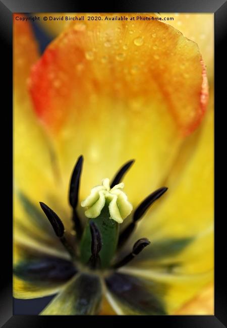 Close-up of a red and yellow tulip flower. Framed Print by David Birchall