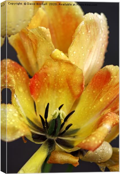 Yellow and red tulip close-up. Canvas Print by David Birchall