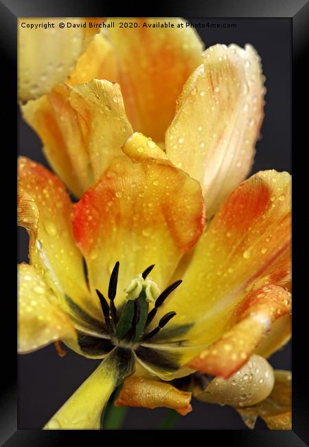 Yellow and red tulip close-up. Framed Print by David Birchall