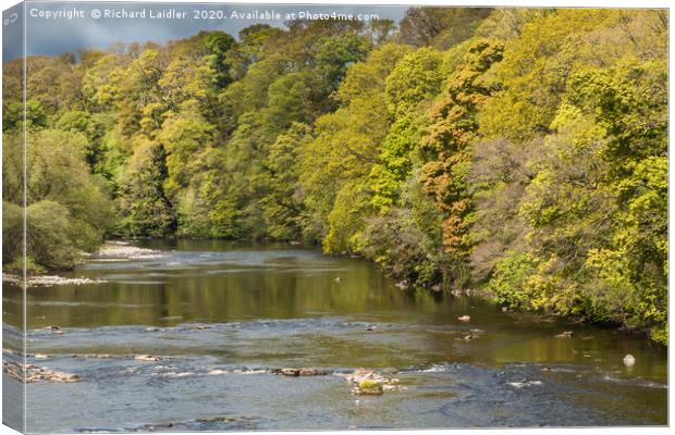 Spring Contrasts on the River Tees at Whorlton Canvas Print by Richard Laidler