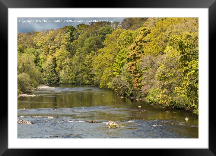 Spring Contrasts on the River Tees at Whorlton Framed Mounted Print by Richard Laidler