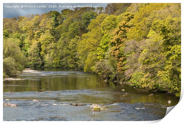 Spring Contrasts on the River Tees at Whorlton Print by Richard Laidler