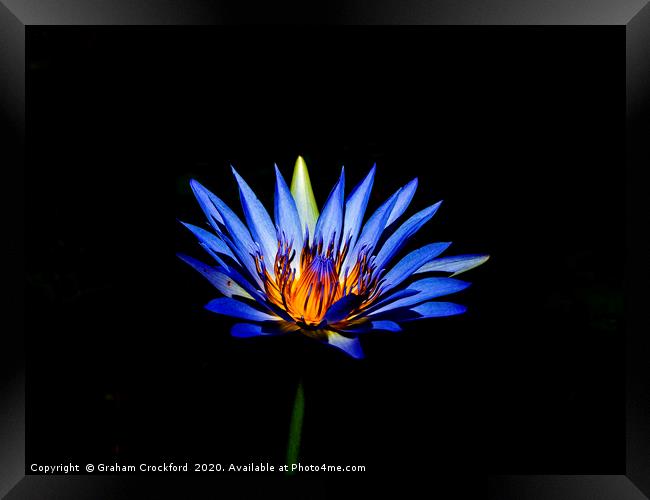 South African Water Lily Framed Print by Graham Crockford