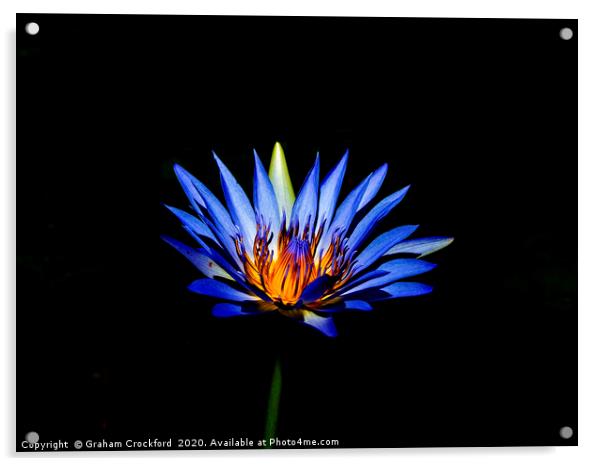 South African Water Lily Acrylic by Graham Crockford