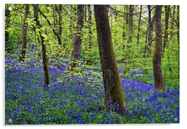 Bluebell Wood                       Acrylic by Darren Galpin