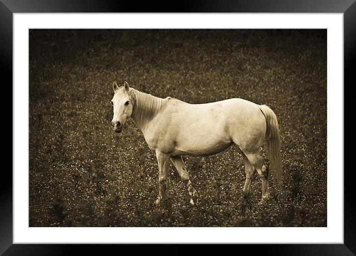 White horse in meadow Framed Mounted Print by S Fierros