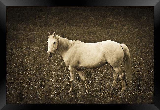 White horse in meadow Framed Print by S Fierros