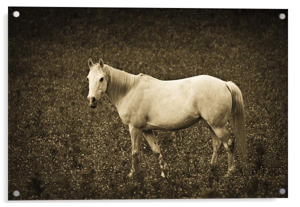 White horse in meadow Acrylic by S Fierros