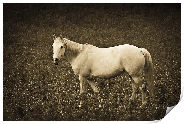 White horse in meadow Print by S Fierros