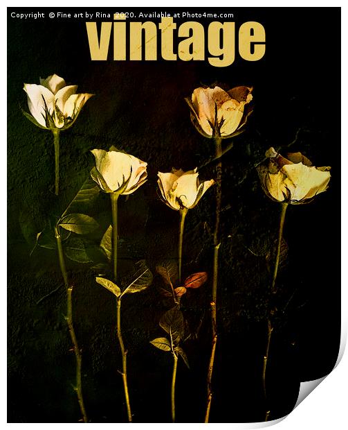 Vintage Roses (3) Print by Fine art by Rina