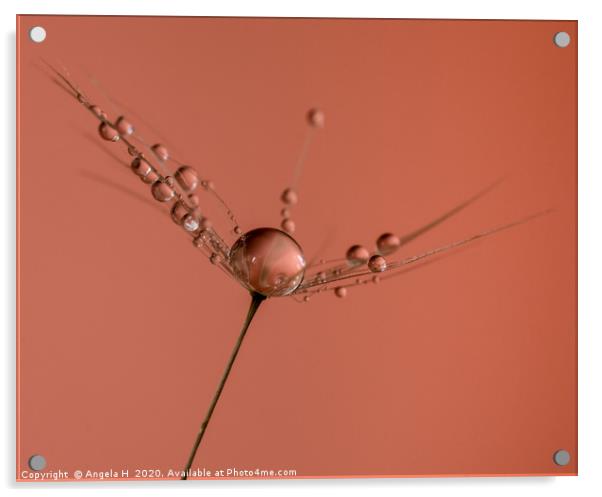 Dandelion Seed Acrylic by Angela H