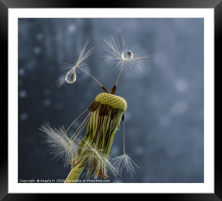 Dandelion Seeds Framed Mounted Print by Angela H
