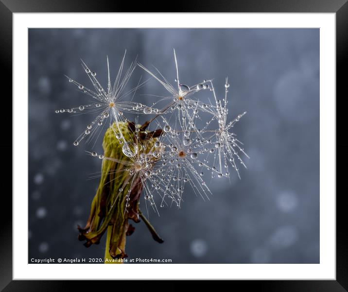 Dandelion clock with waterdrops Framed Mounted Print by Angela H