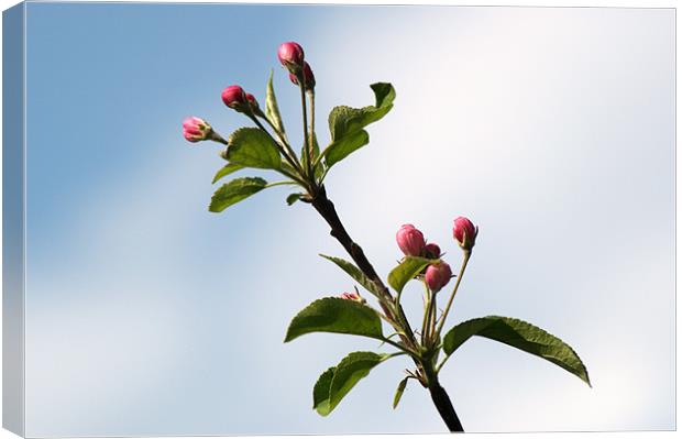 Apple Blossom Canvas Print by Chris Day