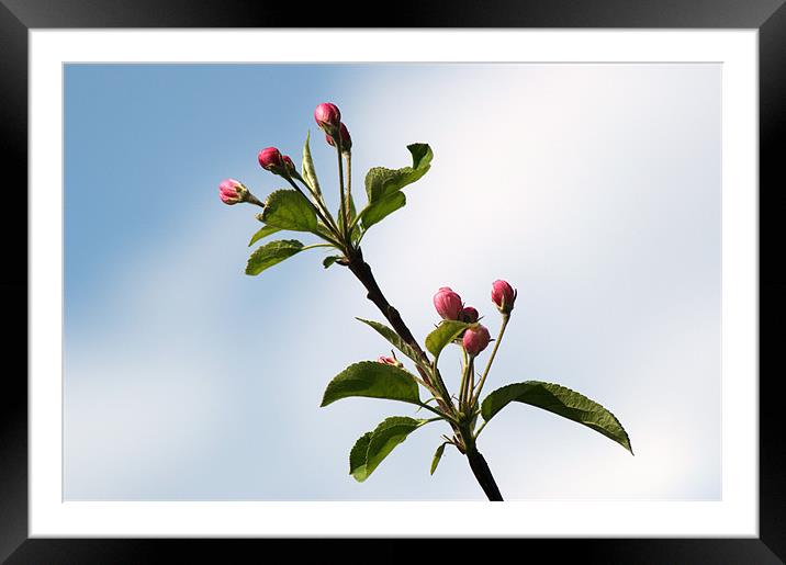 Apple Blossom Framed Mounted Print by Chris Day