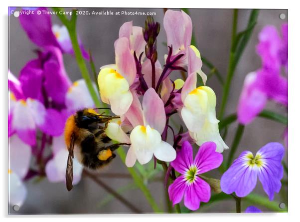 Collecting Nectar Acrylic by Trevor Camp