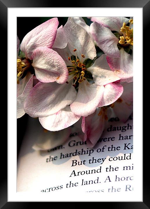 Blossom Framed Mounted Print by Doug McRae