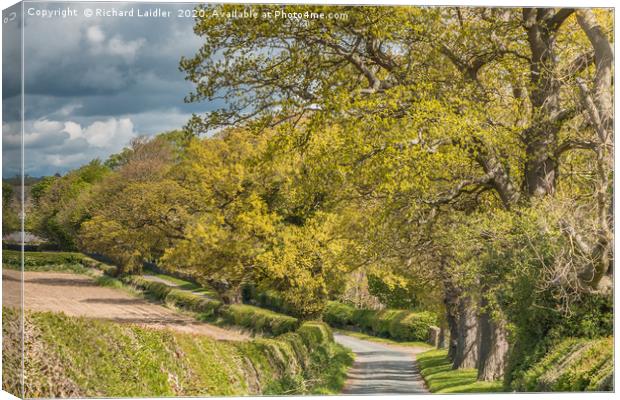 Spring Oaks at Thorpe, Teesdale Canvas Print by Richard Laidler