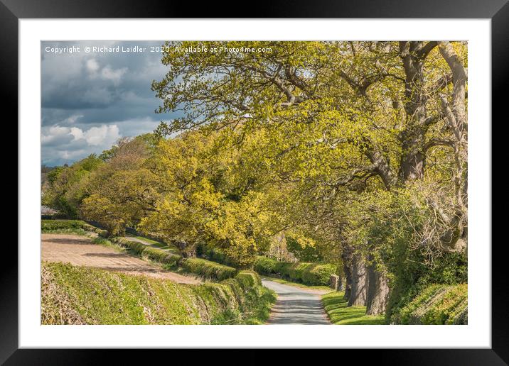 Spring Oaks at Thorpe, Teesdale Framed Mounted Print by Richard Laidler