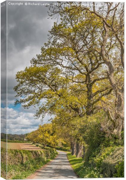Spring Oaks at Thorpe, Teesdale (2) Canvas Print by Richard Laidler