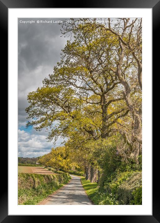 Spring Oaks at Thorpe, Teesdale (2) Framed Mounted Print by Richard Laidler