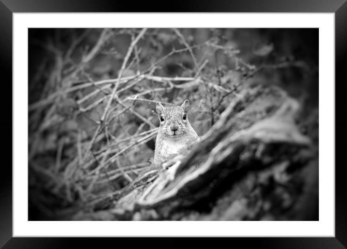 You looking at me? Framed Mounted Print by Rachael Hood