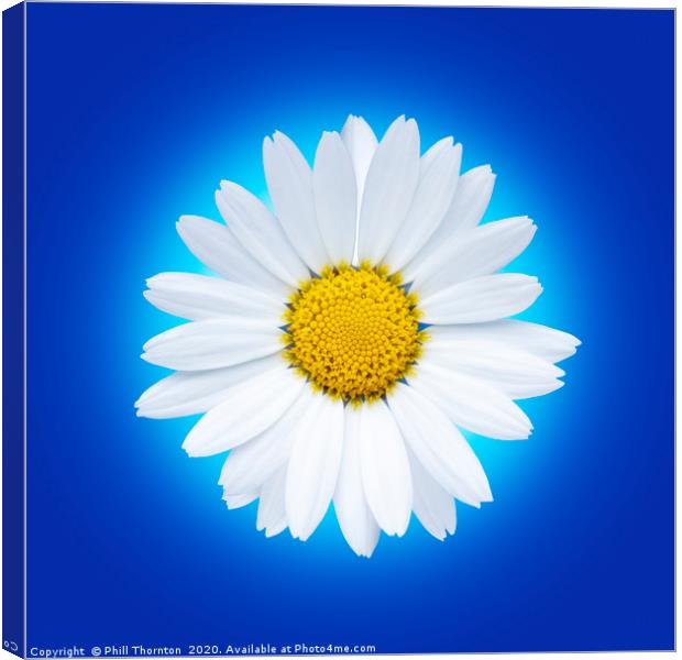 Isolated white daisy flower on a blue background. Canvas Print by Phill Thornton