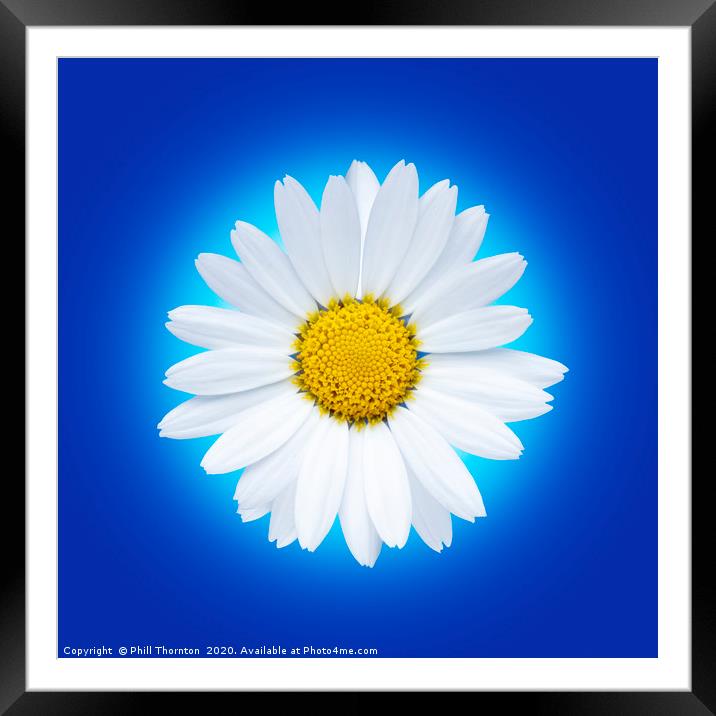 Isolated white daisy flower on a blue background. Framed Mounted Print by Phill Thornton