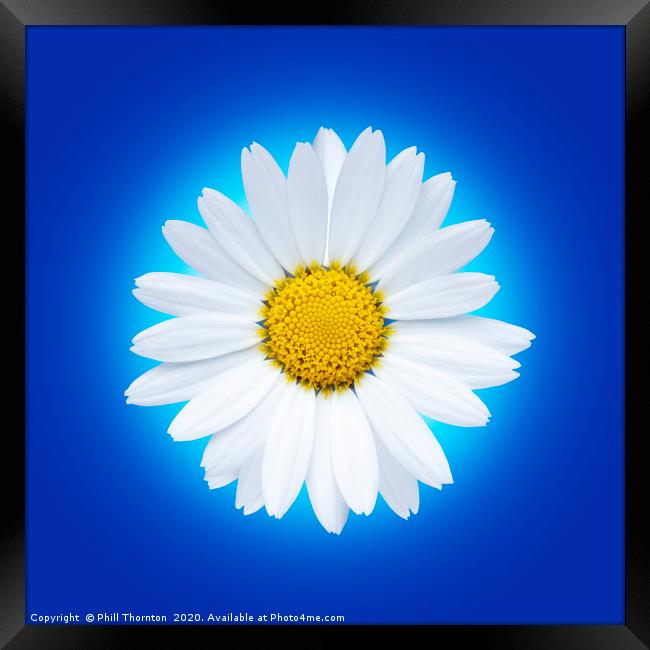 Isolated white daisy flower on a blue background. Framed Print by Phill Thornton