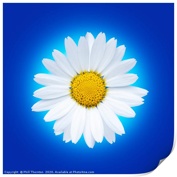 Isolated white daisy flower on a blue background. Print by Phill Thornton