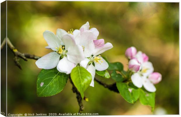 Apple Blossom in Springtime Canvas Print by Nick Jenkins
